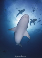   Shark Gang. Tiger Reef protection Gang  